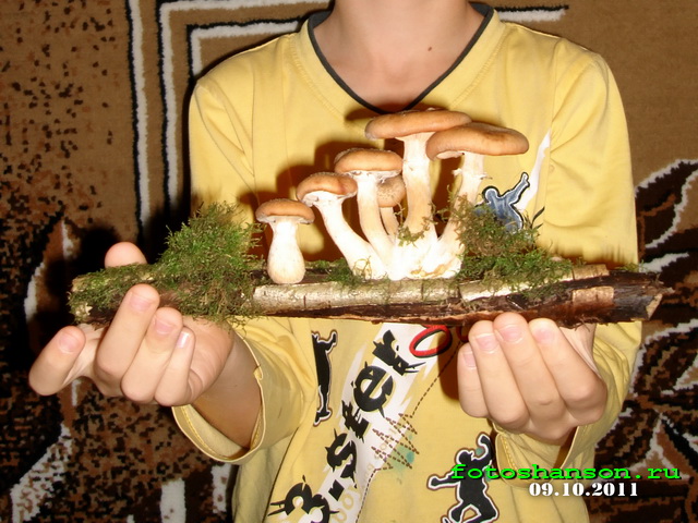 ��������