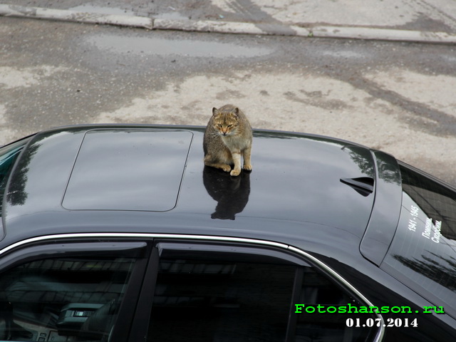 ���� ����